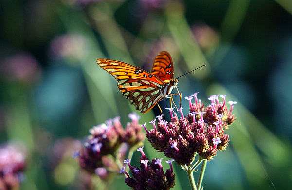 Garden Butterfly by Val Jolley Garden Butterfly by Val Jolley