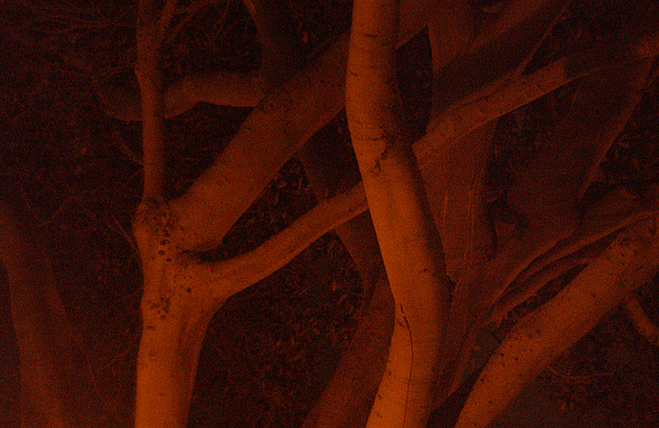 Limbs by Val Jolley Limbs by Val Jolley